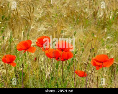 Floraison de pavot de maïs dans le champ de seigle Banque D'Images