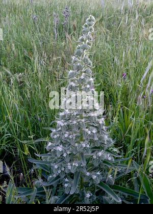 Grand vipère (Echium italicum), Sicile, Italie Banque D'Images