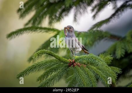 Black Redstart (Phoenicurus ochruros), femelle, avec chenille dans le bec, sur une branche, Ternitz, Basse-Autriche, Autriche Banque D'Images