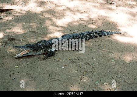 Crocodile d'eau salée (Crocodylus porosus) captif, le Madras Crocodile Bank Trust et le Centre d'Herpétologie près de Chennai, Tamil Nadu, Inde du Sud Banque D'Images