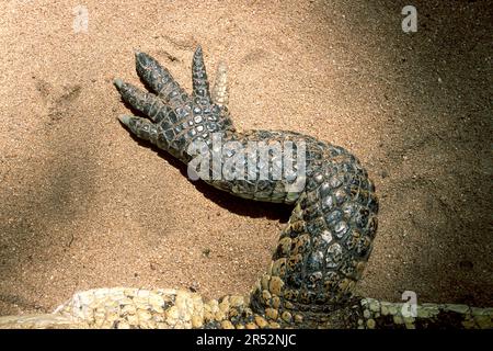 Branche de Crocodile d'eau salée (Crocodylus porosus) captive, le Madras Crocodile Bank Trust et le Centre d'Herpétologie près de Chennai, Tamil Nadu, Sud Banque D'Images