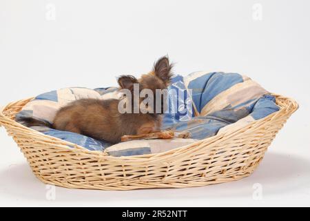 Chihuahua, chiot, poil long, 4 mois, en panier, panier pour chien Banque D'Images