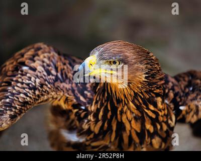 Aquila rapax belisarius (Aquila rapax belisarius), aigle steppe d'or, femelle, captive, portrait, Angleterre, Grande-Bretagne Banque D'Images