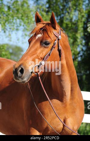 American Quarter Horse, Mare/Sorrell Banque D'Images