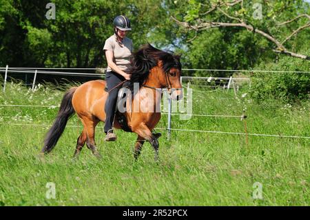 Femme de poney islandais, Stallion, Cheval islandais, islandais, bride, Toelt, Toelten, Gang Horse, Rider, Riding Helmet Banque D'Images