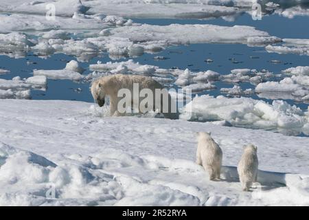 Ours polaire (Thalassarctos maritimus), femelle et en petits, chasse au phoque annelé (Phoca hispida), Spitsbergen, archipel de Svalbard, mer de Barents, polaire Banque D'Images