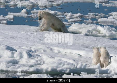 Ours polaire (Thalassarctos maritimus), femelle et en petits, chasse au phoque annelé (Phoca hispida), Spitsbergen, archipel de Svalbard, mer de Barents, polaire Banque D'Images