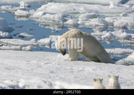 Ours polaire (Thalassarctos maritimus), femelle et en petits, chasse au phoque annelé (Phoca hispida), Spitsbergen, archipel de Svalbard, mer de Barents, polaire Banque D'Images