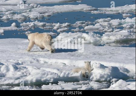 Ours polaire (Thalassarctos maritimus), femelle et de petits, chassant le phoque annelé (Phoca hispida), Spitsbergen, Archipel du Svalbard, mer de Barents, polaire Banque D'Images