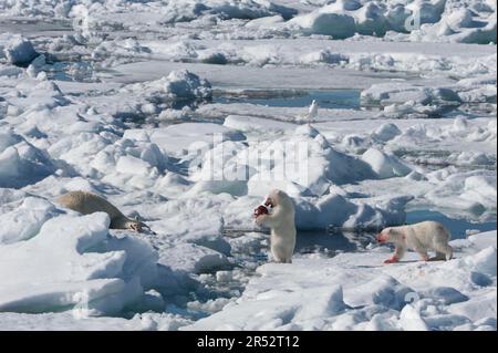 Ours polaire (Thalassarctos maritimus), femelle et en petits, avec carcasse de phoque annelé (Phoca hispida), Spitsbergen, archipel de Svalbard, Barents Banque D'Images