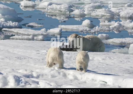 Ours polaire (Thalassarctos maritimus), femelle et en petits, chasse au phoque annelé (Phoca hispida), Spitsbergen, archipel de Svalbard, mer de Barents, polaire Banque D'Images