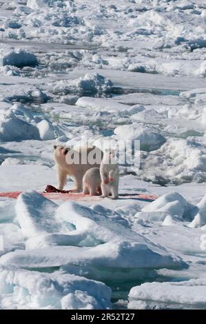 Ours polaire (Thalassarctos maritimus), femelle et de petits, mangeant le phoque annelé (Phoca hispida), Spitsbergen, archipel de Svalbard, mer de Barents Banque D'Images