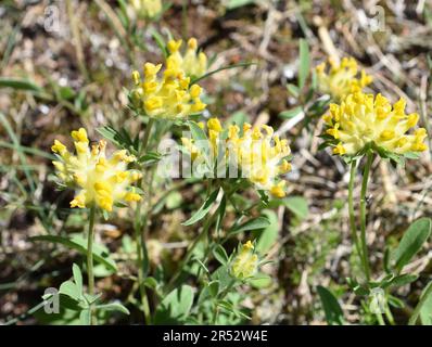 Anthyllis vulneraria woundwort commun floraison dans un champ Banque D'Images