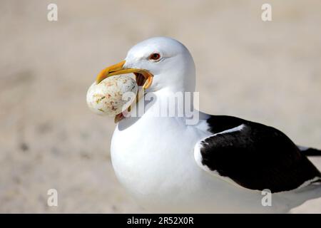 Tête de varech (Larus dominicanus) avec œuf saisi, Boulder, Simon's Town, Western Cape, Afrique du Sud Banque D'Images