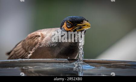 Portrait isolé en gros plan d'un seul oiseau myna commun/ indien mature qui boit de l'eau froide pendant une journée chaude d'été dans son environnement domestique Banque D'Images