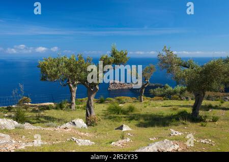 Pointe sa Foradada près de Valldemossa, vue de Miramar Estate, Majorque, Iles Baléares, Espagne, Valdemosa, olivier, oliviers Banque D'Images