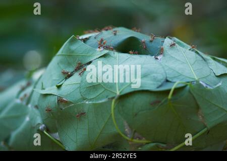 Tailleur Ants construire nid en liant les feuilles avec de la soie filée par les larves, Sainte Lucie, parc de zones humides iSimangaliso, KwaZulu-Natal, Afrique du Sud (Oecophylla Banque D'Images