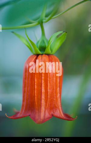 Bellflower de l'île des Canaries (Canarina canariensis), Îles Canaries, Espagne Banque D'Images