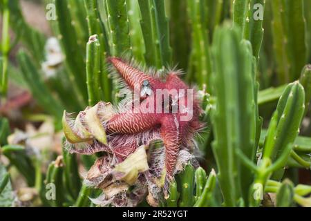 Envolez-vous pour l'usine de Carrion (Stapelia gigantea) Banque D'Images