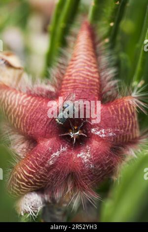 Envolez-vous pour l'usine de Carrion (Stapelia gigantea) Banque D'Images