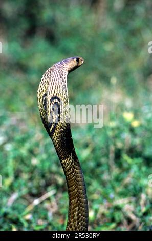 Serpent, cobra indienne cobra indienne spectaculaire (Naja naja), captive, le Madras Crocodile Bank Trust et le Centre d'Herpétologie près de Chennai, Tamil Banque D'Images