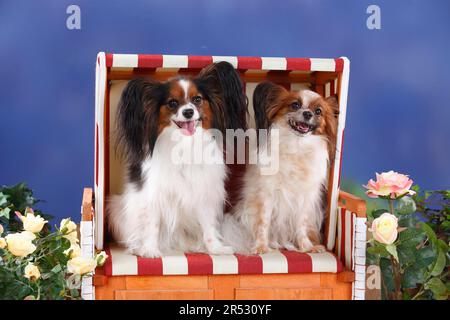 Papillons, chiots aux papillons, Spaniels continentaux de Dwarf Banque D'Images