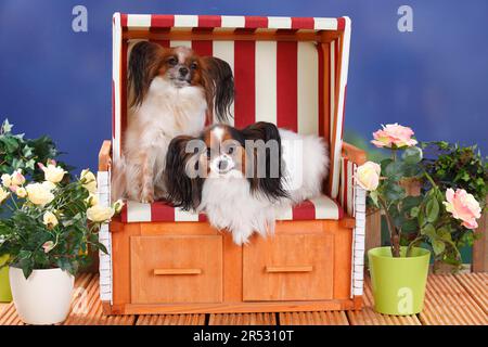 Papillons, chiots aux papillons, Spaniels continentaux de Dwarf Banque D'Images