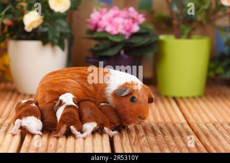 French Crested Guinée Pig Pig avec chatons, rouge et blanc, 4 jours Banque D'Images