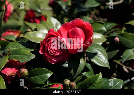 fleur de camélia rouge gros plan Banque D'Images