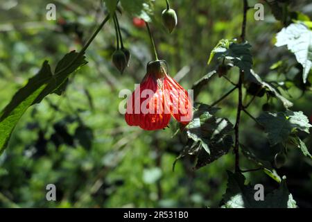 Fleurs rouges d'Abutilon (Callianthe picta) Banque D'Images