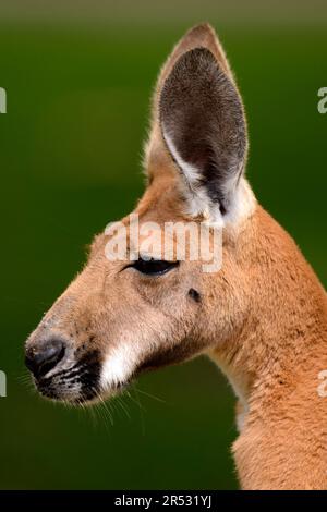 Rouge (Macropus rufus) kangourou géant (Megaleia rufa), kangourou géant rouge, kangourou géant rouge Banque D'Images