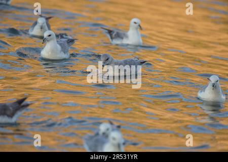 Fulmar (Fulmarus glacialis), Islande Banque D'Images