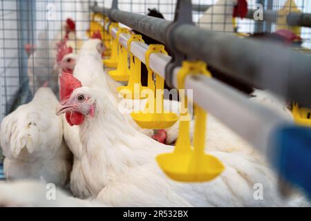 Poule blanche et systèmes automatiques de consommation d'eau dans une ferme avicole. Banque D'Images