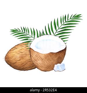 Noix de coco aquarelle dessin tropical à la main pour le dessin avec des noix de coco, des feuilles de palmier et une tranche de noix de coco Banque D'Images