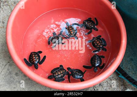 Tortue de mer verte (Chelonia mydas), alevins en bol, Zanzibar, tortue verte, tortue verte, Tanzanie Banque D'Images