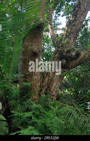 Forêt, Parc national de Jozani, Zanzibar, Tanzanie Banque D'Images