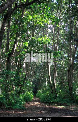 Forêt, Parc national de Jozani, Zanzibar, Tanzanie Banque D'Images