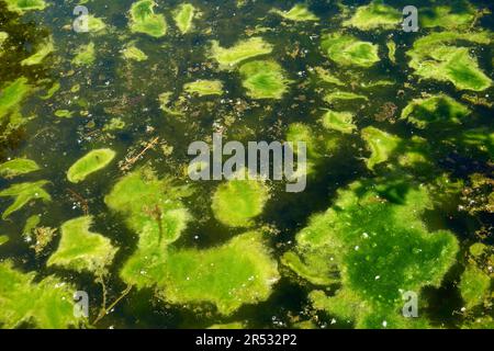 Algues vert vif flottant sur la surface d'un étang Banque D'Images