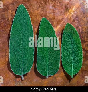 Trois feuilles de sauge sur un plateau en cuivre dans la lumière naturelle du soleil, texture des feuilles en gros plan et vue de dessus, idée pour un fond sur les ingrédients utiles et la médicose Banque D'Images