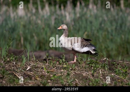 un portrait de l'oie des graylags. Il est debout sur une jambe sur l'herbe dans le marais. Il y a de l'espace pour le texte et tout copier autour de l'oiseau Banque D'Images