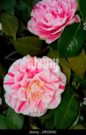 Gros plan de deux jolies fleurs de Camellia rose avec des rayures rouges fleuries au début du printemps Banque D'Images