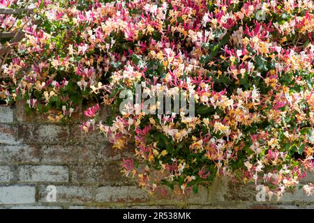 Un grand impressionnant Voyage de noces, Lonicera periclymenum, une plante populaire d'escalade de jardin en pleine fleur et couverte de fleurs Banque D'Images