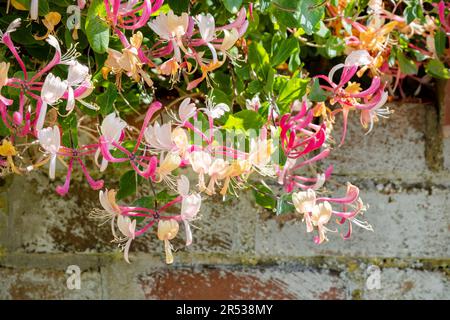 Un grand impressionnant Voyage de noces, Lonicera periclymenum, une plante populaire d'escalade de jardin en pleine fleur et couverte de fleurs Banque D'Images