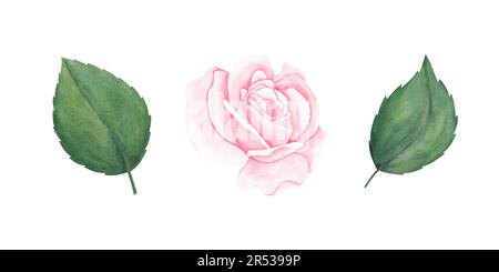 ensemble aquarelle de roses rose pastel pêche avec feuilles. Roses roses et feuilles vertes aquarelles. Illustration dessinée à la main pour les cartes de vœux ou les mariages Banque D'Images