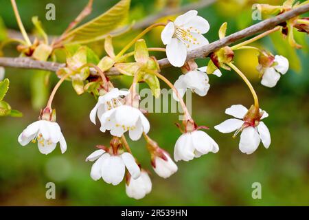 Cerisier sauvage (prunus avium), gros plan sur un groupe de fleurs blanches nouvellement émergée sur un arbre au printemps. Banque D'Images