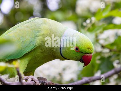 Parakeet à anneaux roses (Psittacula krameri) perché dans la branche d'un arbre Banque D'Images