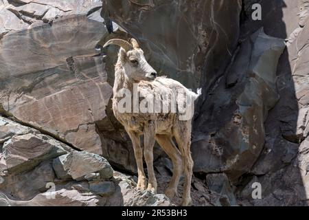 Mouflon d'Amérique femelle - Mouflon d'Amérique femelle debout sur une falaise rocheuse abrupte, à côté du lac Saint Mary, le jour ensoleillé du printemps. Parc national des Glaciers. Banque D'Images