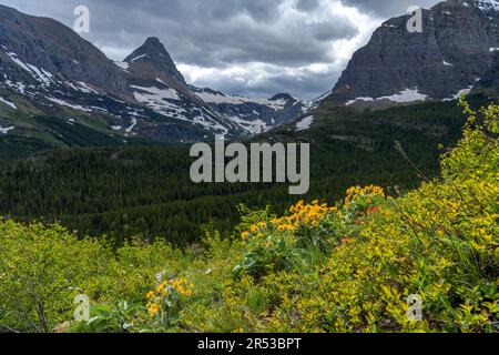 Cliff Flowers - Un rayon de lumière du soleil se baignant sur un bouquet de fleurs sauvages qui se blotissent sur une falaise au-dessus de la vallée de SwiftCurrent, parc national de Glacier, Montana, États-Unis. Banque D'Images