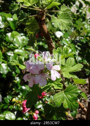 Pelargonium doux Mimosa ensoleillé au soleil de printemps. Portrait naturel de plantes de jardin à fleurs en gros plan Banque D'Images