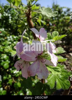 Pelargonium doux Mimosa ensoleillé au soleil de printemps. Portrait naturel de plantes de jardin à fleurs en gros plan Banque D'Images